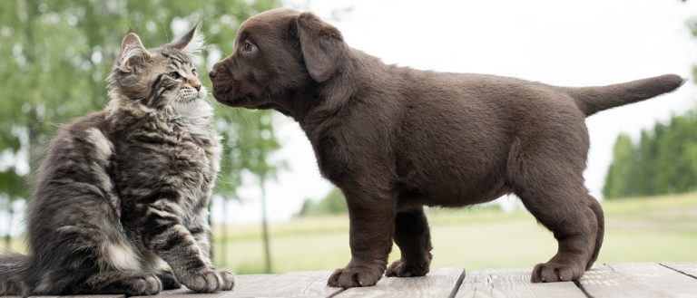 Assurance chat et chien : à quoi ça sert ?