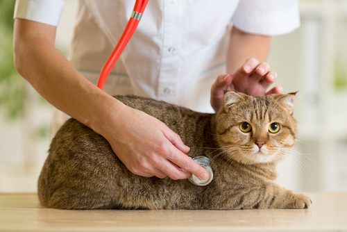 Pourquoi avoir une bonne mutuelle pour son chat ?