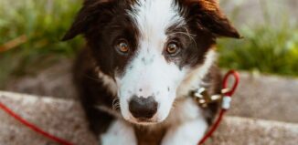 critères pour choisir l'assurance d 'un chien