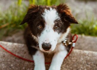 critères pour choisir l'assurance d 'un chien