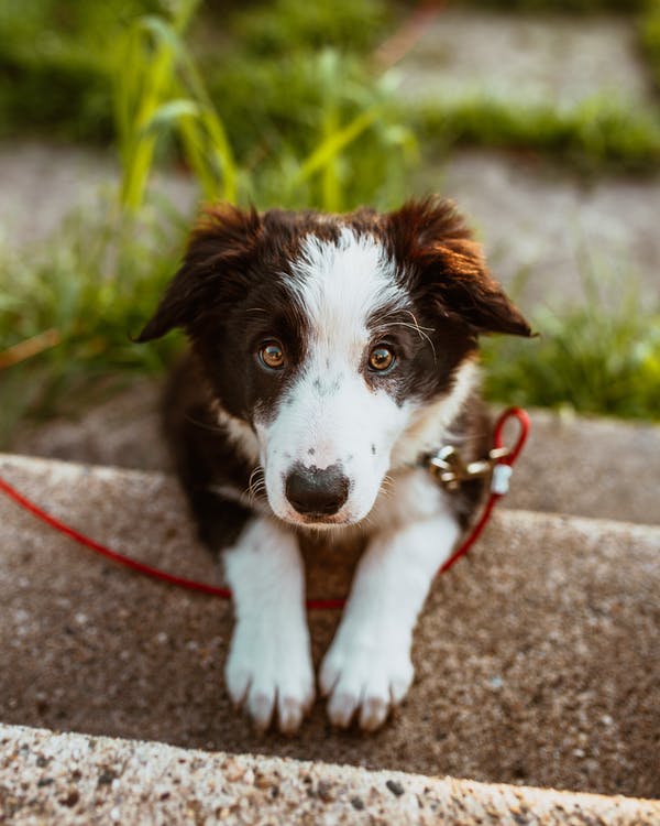 critères pour choisir l'assurance d 'un chien