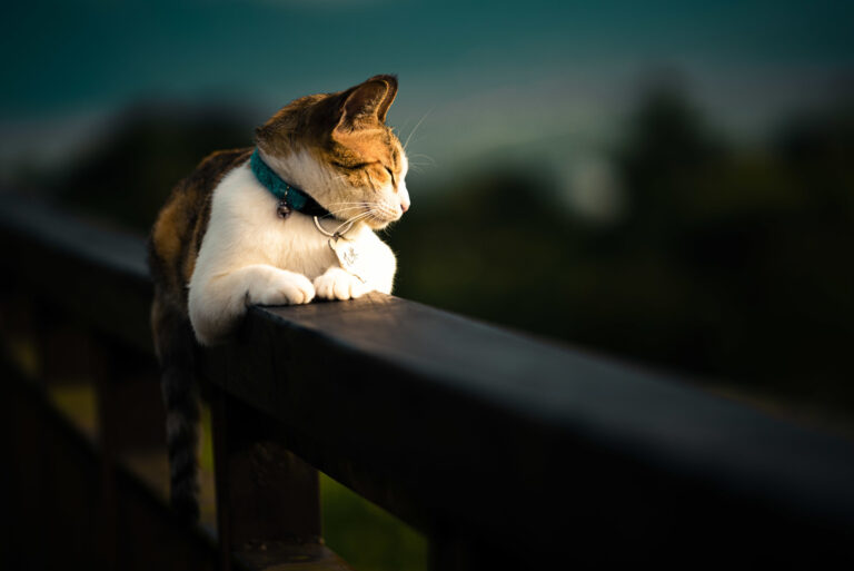 Comment choisir une mutuelle pour chat : guide pratique et conseils